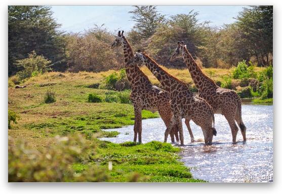 Giraffes crossing the river Fine Art Metal Print