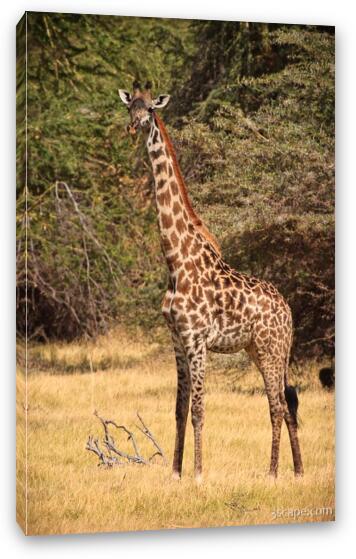 Masai Giraffe Fine Art Canvas Print