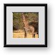 Buy Framed Print