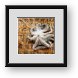 Buy Framed Print