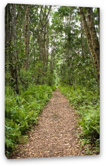 Trail through the lush Jozani Forest Fine Art Canvas Print