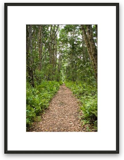 Trail through the lush Jozani Forest Framed Fine Art Print