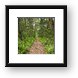 Trail through the lush Jozani Forest Framed Print