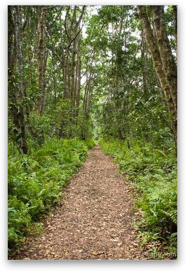 Trail through the lush Jozani Forest Fine Art Metal Print