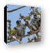 These Red Colobus monkeys are found only on Zanzibar Canvas Print
