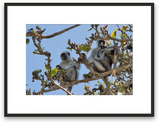 These Red Colobus monkeys are found only on Zanzibar Framed Fine Art Print
