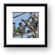 These Red Colobus monkeys are found only on Zanzibar Framed Print