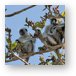 These Red Colobus monkeys are found only on Zanzibar Metal Print