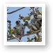 These Red Colobus monkeys are found only on Zanzibar Art Print