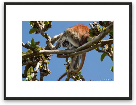 Red Colobus Monkey Framed Fine Art Print