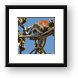 Red Colobus Monkey Framed Print