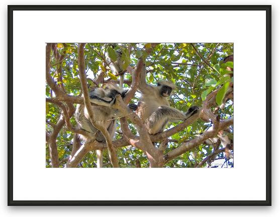 Red Colobus Monkeys Framed Fine Art Print