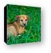 This puppy was hanging around the resort Canvas Print