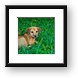 This puppy was hanging around the resort Framed Print