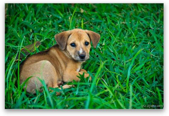 This puppy was hanging around the resort Fine Art Print