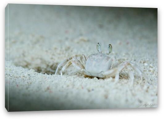 Zippy sand crab would scurry in and out of its hole Fine Art Canvas Print