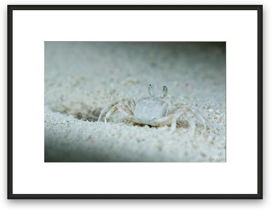 Zippy sand crab would scurry in and out of its hole Framed Fine Art Print