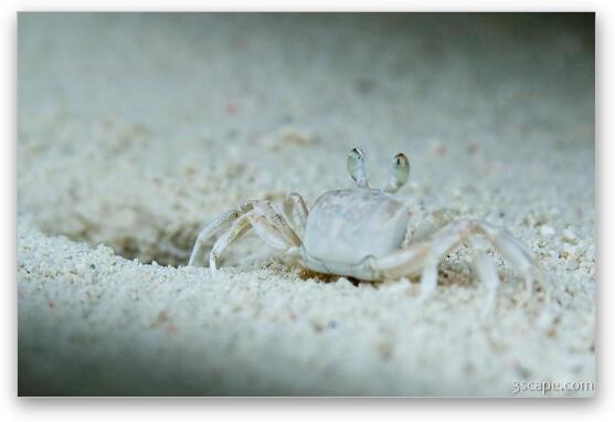 Zippy sand crab would scurry in and out of its hole Fine Art Print