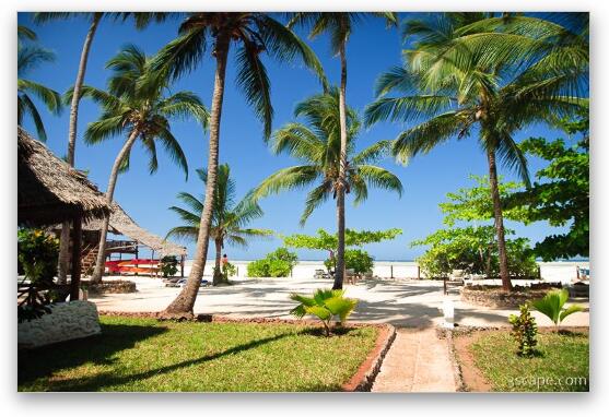 The beach and palm trees at the resort Fine Art Metal Print