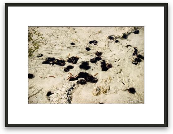 Many corals and urchins were exposed when the tide was low Framed Fine Art Print