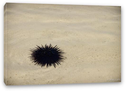 Sea urchin Fine Art Canvas Print