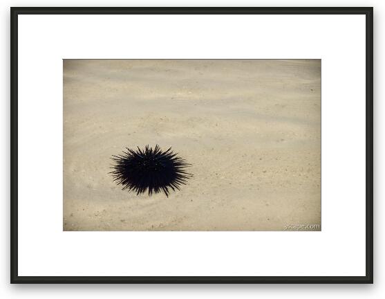Sea urchin Framed Fine Art Print