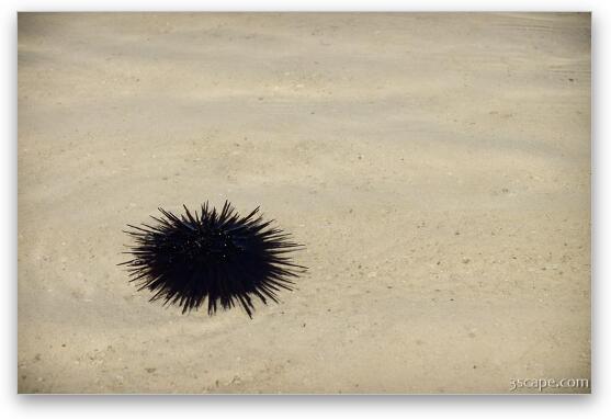 Sea urchin Fine Art Print