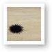 Sea urchin Art Print