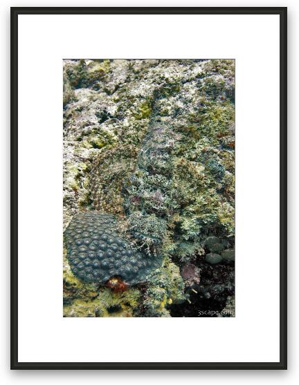 Scorpion fish camouflaged in the coral Framed Fine Art Print