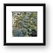 Scorpion fish camouflaged in the coral Framed Print