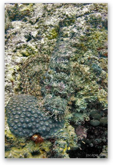 Scorpion fish camouflaged in the coral Fine Art Metal Print