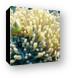 Anemone and skunk clown fish Canvas Print