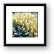 Anemone and skunk clown fish Framed Print