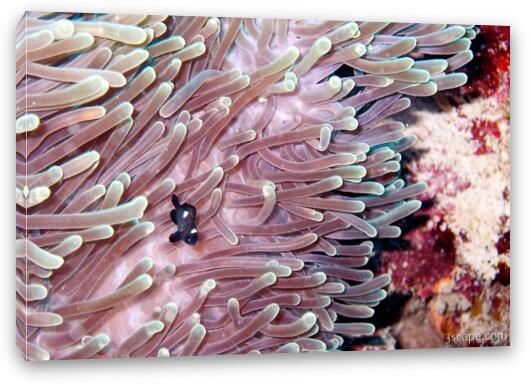 Anemone and three-spot damsel (domino) fish Fine Art Canvas Print