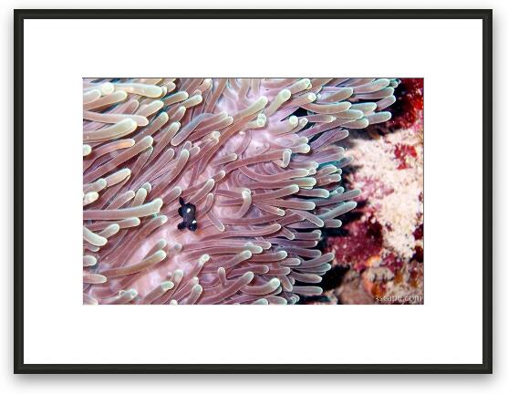 Anemone and three-spot damsel (domino) fish Framed Fine Art Print