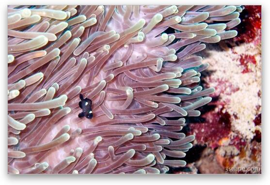 Anemone and three-spot damsel (domino) fish Fine Art Metal Print