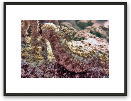 Large sea cucumber Framed Fine Art Print
