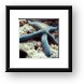Blue sea star (star fish) Framed Print