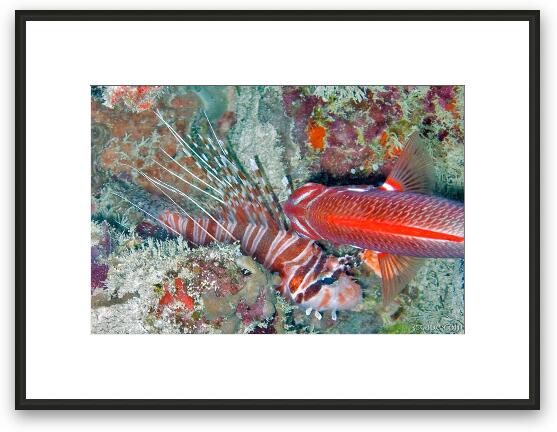 Lion fish Framed Fine Art Print