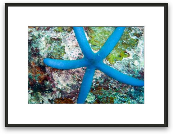 Blue sea star (star fish) Framed Fine Art Print