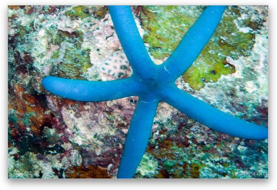 Blue sea star (star fish) Fine Art Metal Print
