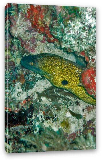 Moray eel Fine Art Canvas Print