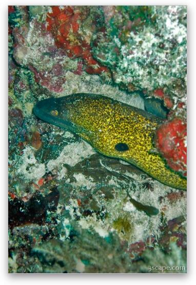 Moray eel Fine Art Metal Print
