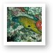 Moray eel Art Print