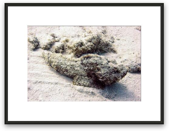 This weird stone fish slithered along the bottom Framed Fine Art Print