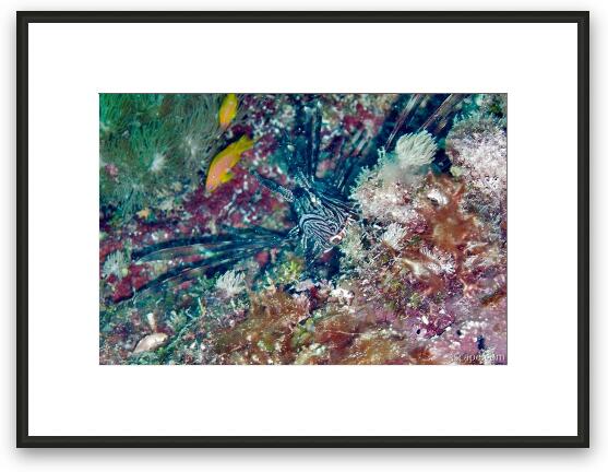 Lion fish hiding in the coral Framed Fine Art Print