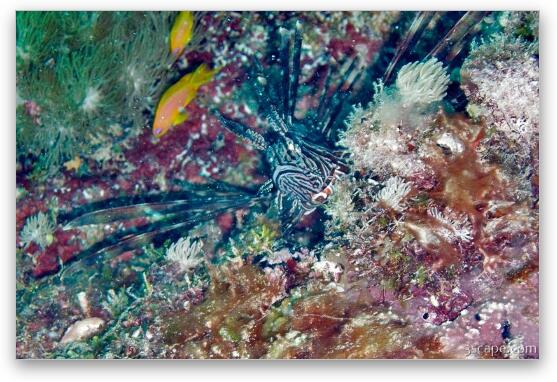 Lion fish hiding in the coral Fine Art Metal Print