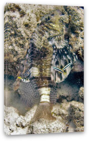 Lion fish, puffer, and a few cleaner wrasse Fine Art Canvas Print