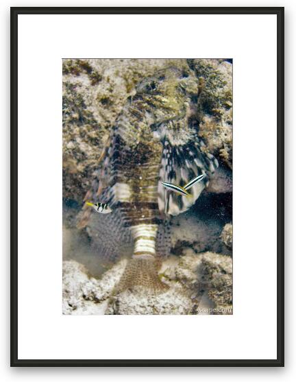 Lion fish, puffer, and a few cleaner wrasse Framed Fine Art Print