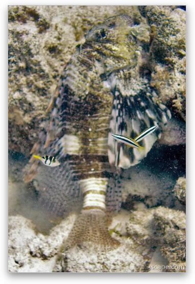 Lion fish, puffer, and a few cleaner wrasse Fine Art Metal Print
